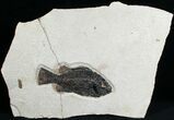 Bargain Priscacara Fossil Fish - #7513-1